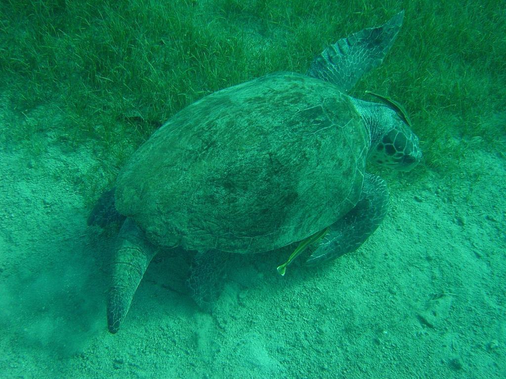 Santosa Pension Kaş Exteriér fotografie